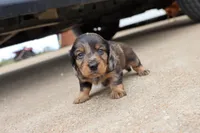 Kade silver dapple, a male Miniature Dachshund for sale in Berryville, AR – 4 of 7