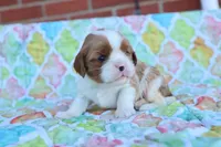 Blenheim Male, a male Cavalier King Charles Spaniel for sale in Berryville, AR – 3 of 6