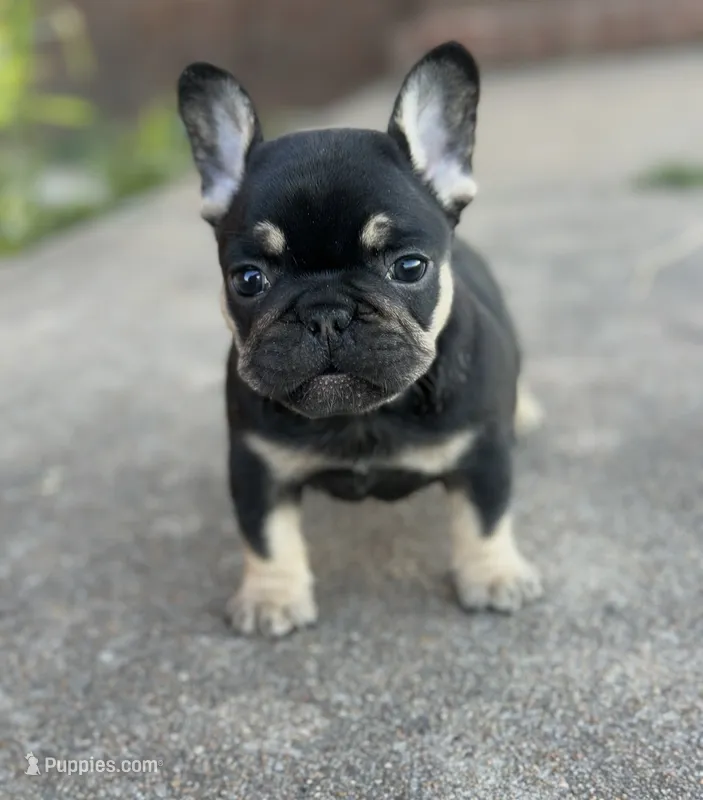 Debrah black & tan  – French Bulldog puppy for sale in Berryville, AR