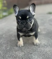 Debrah black & tan , a female French Bulldog for sale in Berryville, AR – 1 of 9