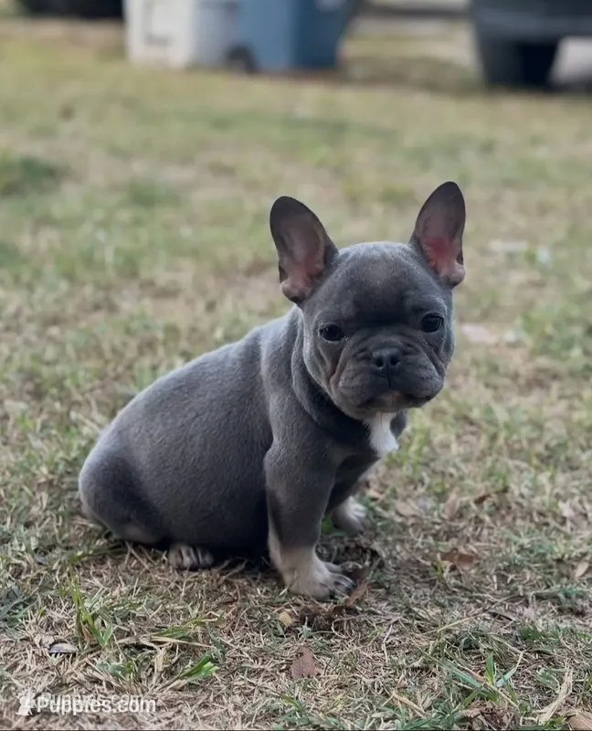 Blue & tan female  – French Bulldog puppy for sale in Berryville, AR