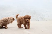 Gus, a male Poodle - Toy  for sale in Berryville, AR – 4 of 6