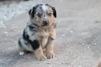 Clem blue merle, a male Miniature Australian Shepherd for sale in Berryville, AR – 3 of 7