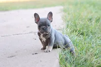 Blue & tan female , a male French Bulldog for sale in Berryville, AR – 3 of 10