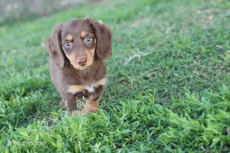 Buddy - AKC  – Miniature Dachshund puppy for sale in Berryville, AR