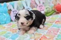 Willow BMF, a female Miniature Australian Shepherd for sale in Berryville, AR – Photo 6 of 7