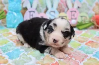 Willow BMF, a female Miniature Australian Shepherd for sale in Berryville, AR – Photo 5 of 7