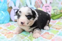 Willow BMF, a female Miniature Australian Shepherd for sale in Berryville, AR – Photo 4 of 7
