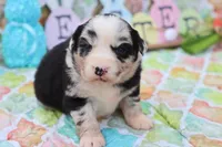 Willow BMF, a female Miniature Australian Shepherd for sale in Berryville, AR – Photo 1 of 7