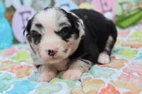 Willow BMF, a female Miniature Australian Shepherd for sale in Berryville, AR – Photo 7 of 7