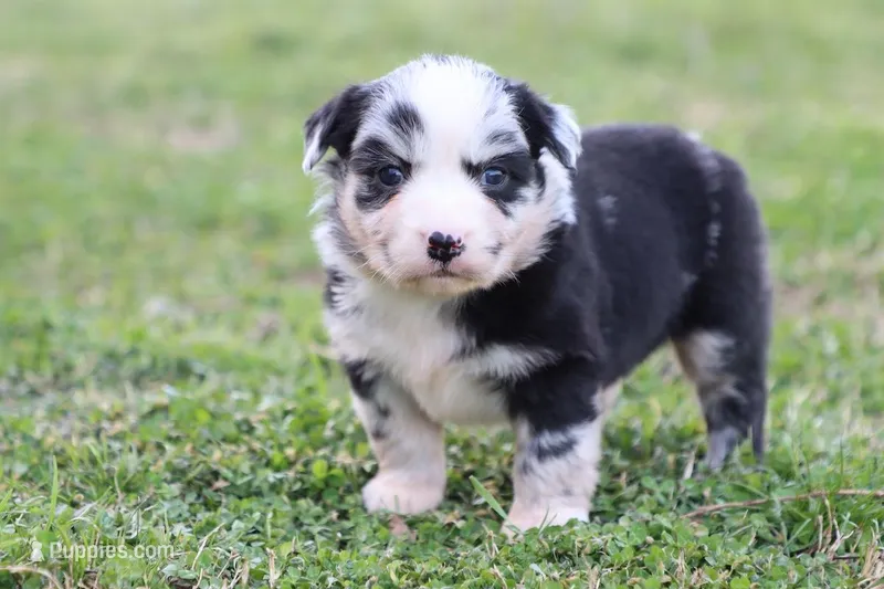 Willow BMF – Miniature Australian Shepherd puppy for sale in Berryville, AR