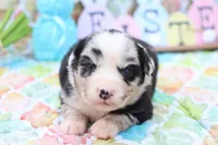 Willow BMF, a female Miniature Australian Shepherd for sale in Berryville, AR – Photo 2 of 7