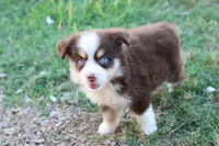 Summer red Tri , a female Miniature Australian Shepherd for sale in Berryville, AR – 9 of 9