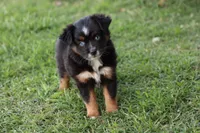 Clementine Bt Blue Eyes, a female Miniature Australian Shepherd for sale in Berryville, AR – 9 of 9