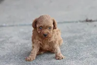 Petunia , a female Poodle - Toy  for sale in Berryville, AR – 2 of 6
