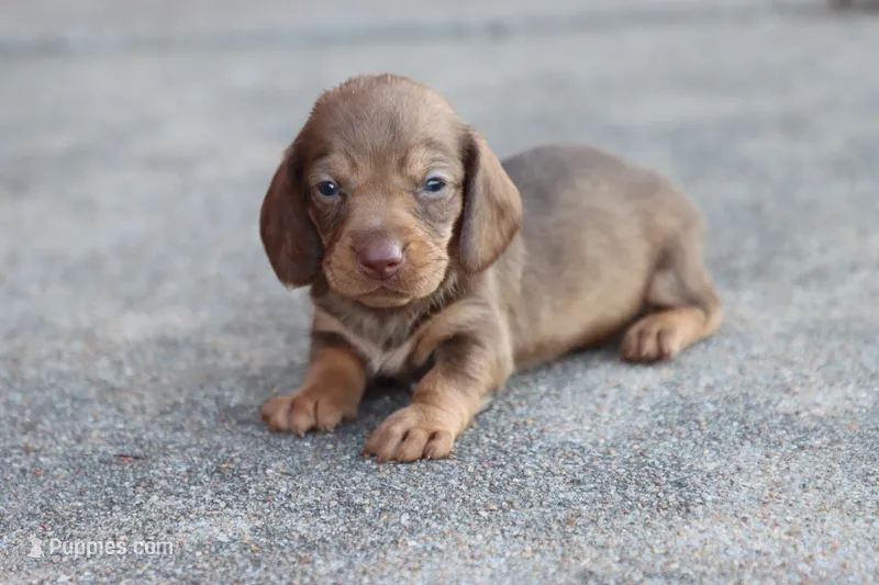 Sally short hair chocolate & tan – Miniature Dachshund puppy for sale in Berryville, AR