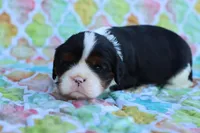 Tri Color Male, a male Cavalier King Charles Spaniel for sale in Berryville, AR – 2 of 8