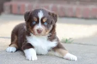 Sarah, a female Miniature Australian Shepherd for sale in Berryville, AR – 4 of 8