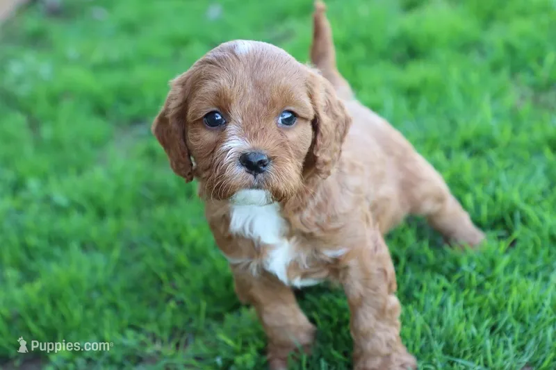 Roy 2 – Cavapoo puppy for sale in Berryville, AR
