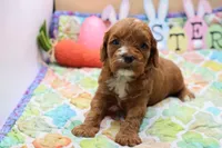 Roy 2, a male Cavapoo for sale in Berryville, AR – Photo 6 of 6