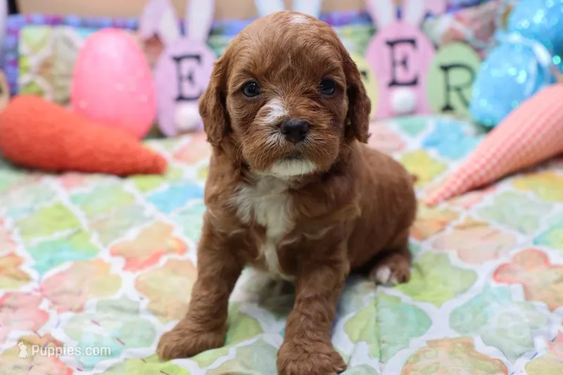 Roy 2 – Cavapoo puppy for sale in Berryville, AR