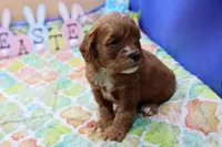 Roy 2, a male Cavapoo for sale in Berryville, AR – Photo 4 of 6