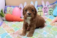 Roy 2, a male Cavapoo for sale in Berryville, AR – Photo 3 of 6