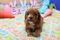 Roy 2, a male Cavapoo for sale in Berryville, AR – Photo 2 of 6