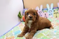 Roy 2, a male Cavapoo for sale in Berryville, AR – Photo 5 of 6