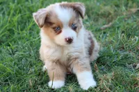 Stan Red merle male , a male Miniature Australian Shepherd for sale in Berryville, AR – 4 of 6