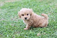 Patty Female small, a female Poodle - Toy  for sale in Berryville, AR – Photo 6 of 7