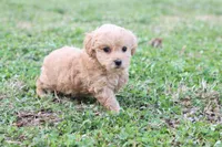 Patty Female small, a female Poodle - Toy  for sale in Berryville, AR – Photo 3 of 7