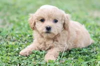 Patty Female small, a female Poodle - Toy  for sale in Berryville, AR – Photo 1 of 7