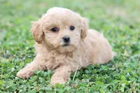 Patty Female small, a female Poodle - Toy  for sale in Berryville, AR – Photo 2 of 7