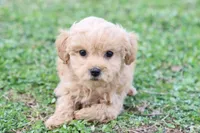 Patty Female small, a female Poodle - Toy  for sale in Berryville, AR – Photo 4 of 7