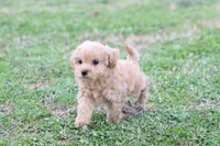 Patty Female small, a female Poodle - Toy  for sale in Berryville, AR – Photo 7 of 7