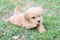 Patty Female small, a female Poodle - Toy  for sale in Berryville, AR – Photo 5 of 7