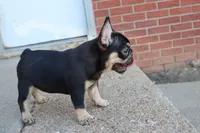 Debrah black & tan , a female French Bulldog for sale in Berryville, AR – 7 of 10