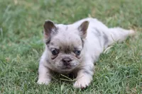 Stacy, a female French Bulldog for sale in Berryville, AR – 5 of 8
