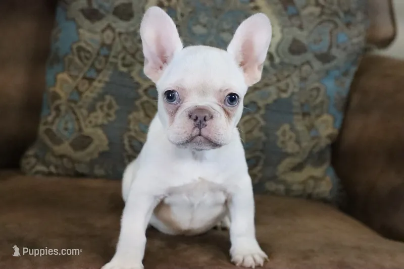 Whitey  – French Bulldog puppy for sale in Berryville, AR