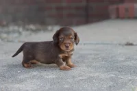 Sally long hair chocolate & tan , a female Miniature Dachshund for sale in Berryville, AR – 7 of 8