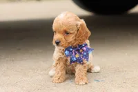 Gracie bleu, a female Miniature Goldendoodle for sale in Berryville, AR – 7 of 8