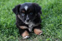 Clementine Bt Blue Eyes, a female Miniature Australian Shepherd for sale in Berryville, AR – 5 of 9