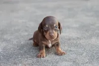 Sam short hair chocolate & tan, a male Miniature Dachshund for sale in Berryville, AR – 4 of 7