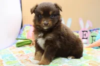 Abby RTF, a female Miniature Australian Shepherd for sale in Berryville, AR – Photo 3 of 7