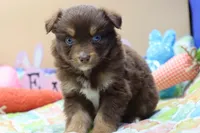 Abby RTF, a female Miniature Australian Shepherd for sale in Berryville, AR – Photo 1 of 7