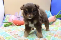 Abby RTF, a female Miniature Australian Shepherd for sale in Berryville, AR – Photo 2 of 7