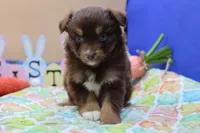Abby RTF, a female Miniature Australian Shepherd for sale in Berryville, AR – Photo 6 of 7