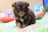 Abby RTF, a female Miniature Australian Shepherd for sale in Berryville, AR – Photo 7 of 7