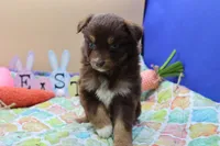 Abby RTF, a female Miniature Australian Shepherd for sale in Berryville, AR – Photo 5 of 7